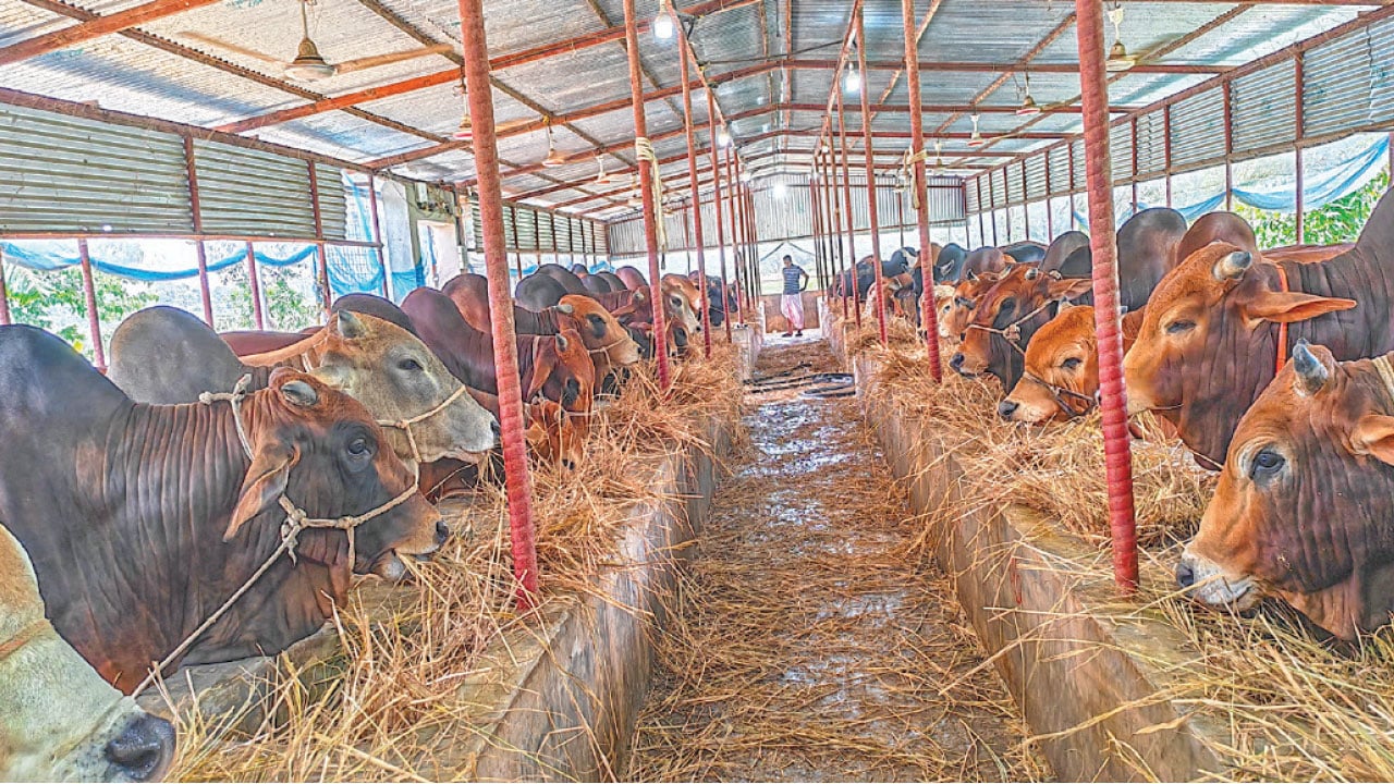 কুমিল্লায় চাহিদার চেয়ে ১২ হাজার বেশি কোরবানির পশু