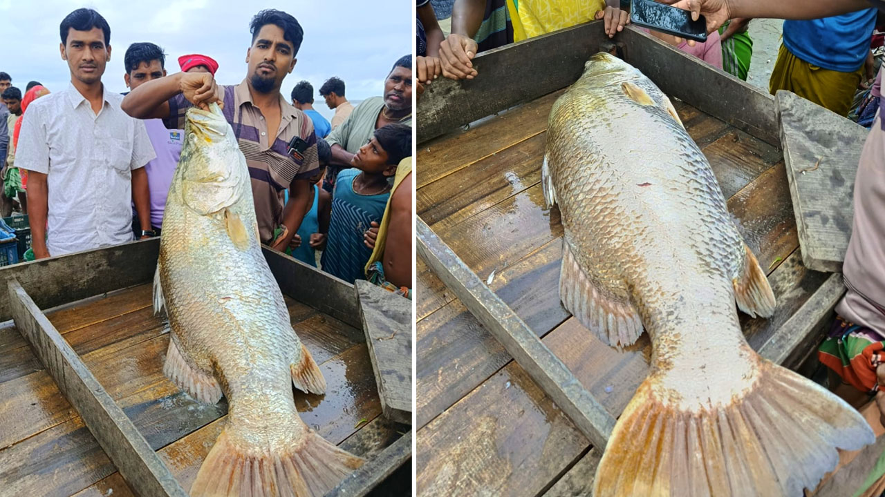 মেঘনায় জেলের জালে ২৫ কেজির কোরাল