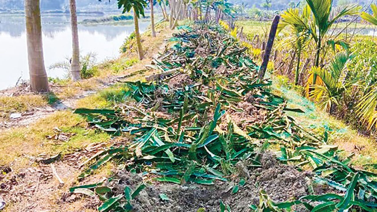 কোটচাঁদপুরে মৎস্য প্রকল্পে হামলা, লুটপাট