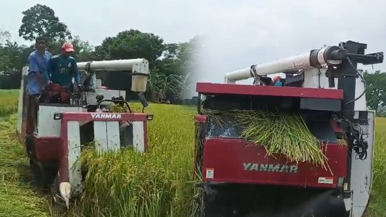 দুই মণ ধানেও মিলছে না শ্রমিক, হারভেস্টারে অতিরিক্ত ভাড়া