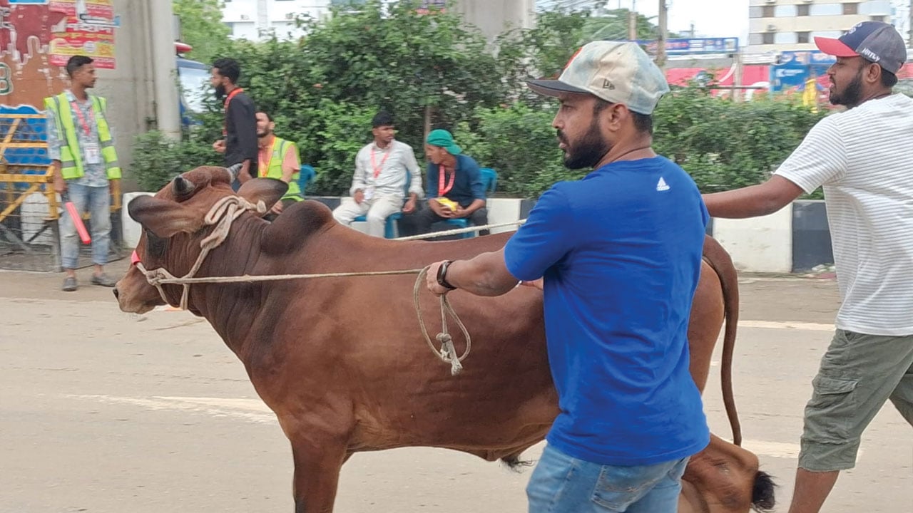 রাজধানীর পাড়া-মহল্লা ও অলিগলিতে চলছে পশু কোরবানি