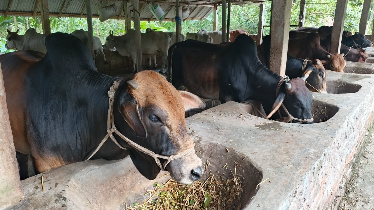 লক্ষ্মীপুরে চাহিদার চেয়ে বেশি মজুত ৫০ হাজার কুরবানির পশু