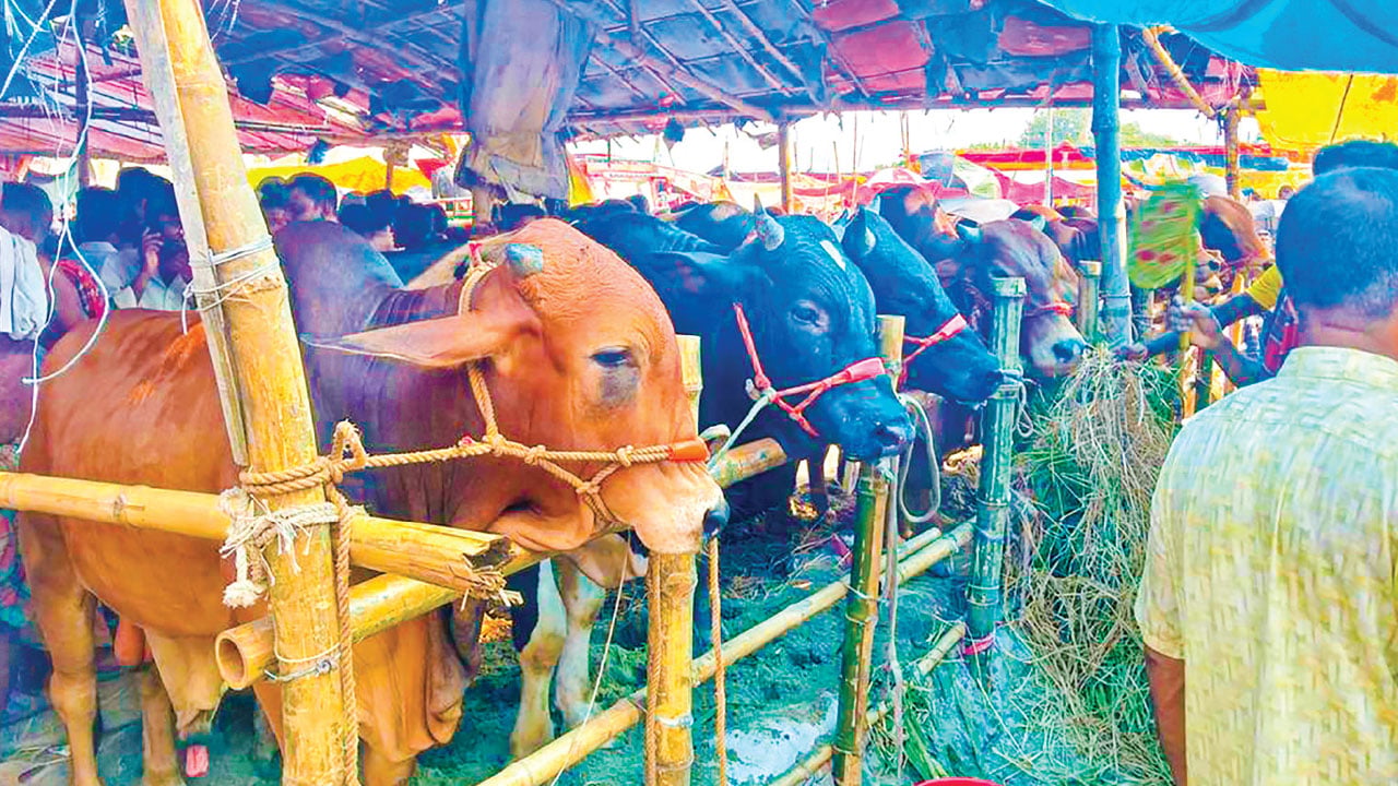 সারা দেশে জমে উঠেছে পশুর হাট