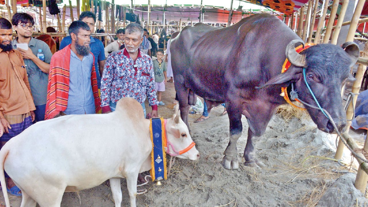 মাঠভর্তি পশু দর্শনার্থীও বিপুল, তবে বেচাকেনার খাতা শূন্য
