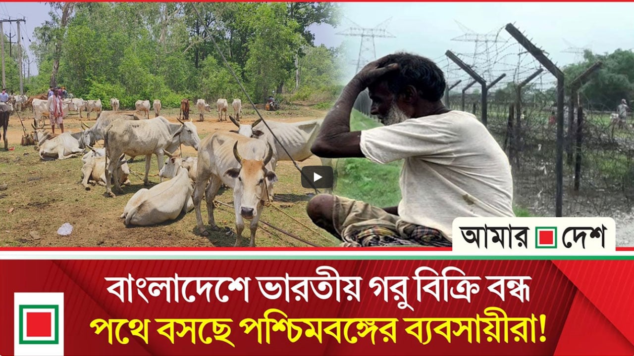 ক্রেতা সংকটে ভারতীয় পশু ব্যবসায়ী ও খামারিদের হাহাকার