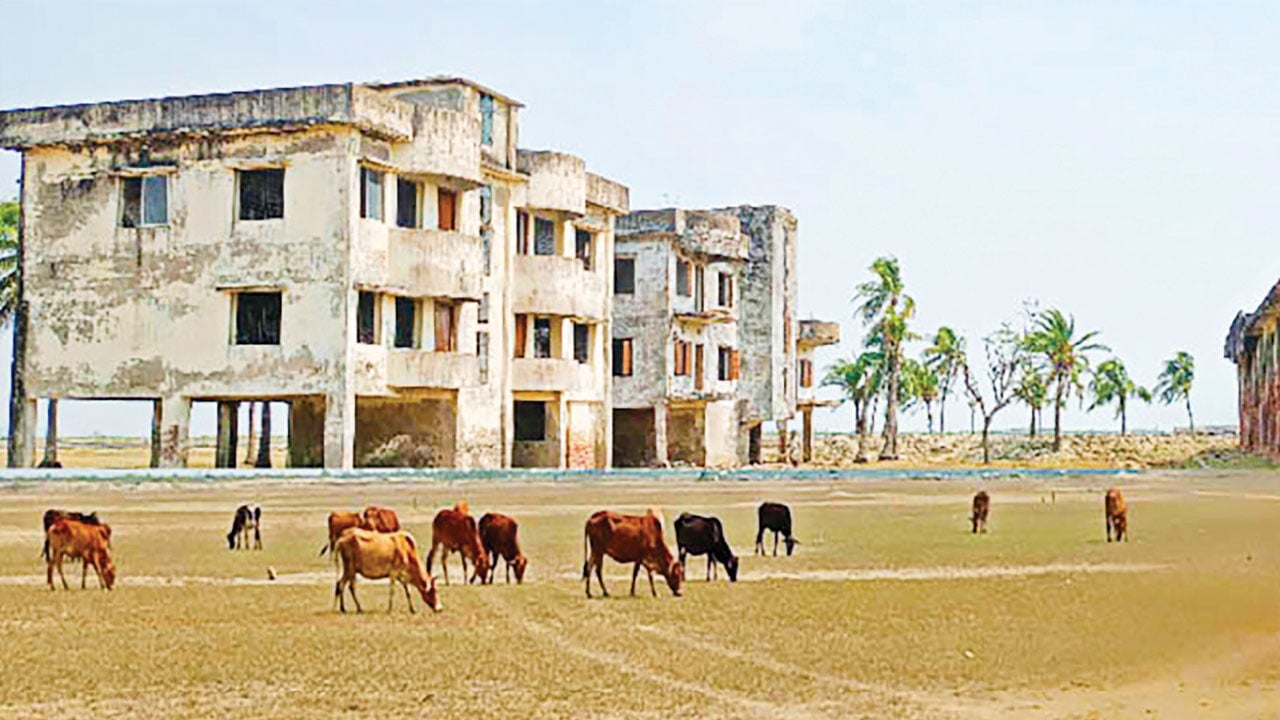 কুতুবদিয়ায় বিসিকের লবণ মাঠ এখন গোচারণ ভূমি