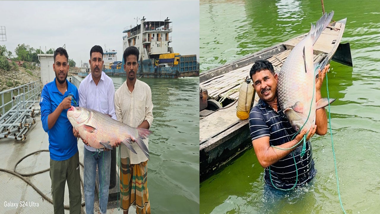 পদ্মায় ধরা দুই কাতলের দাম ৮৮ হাজার টাকা