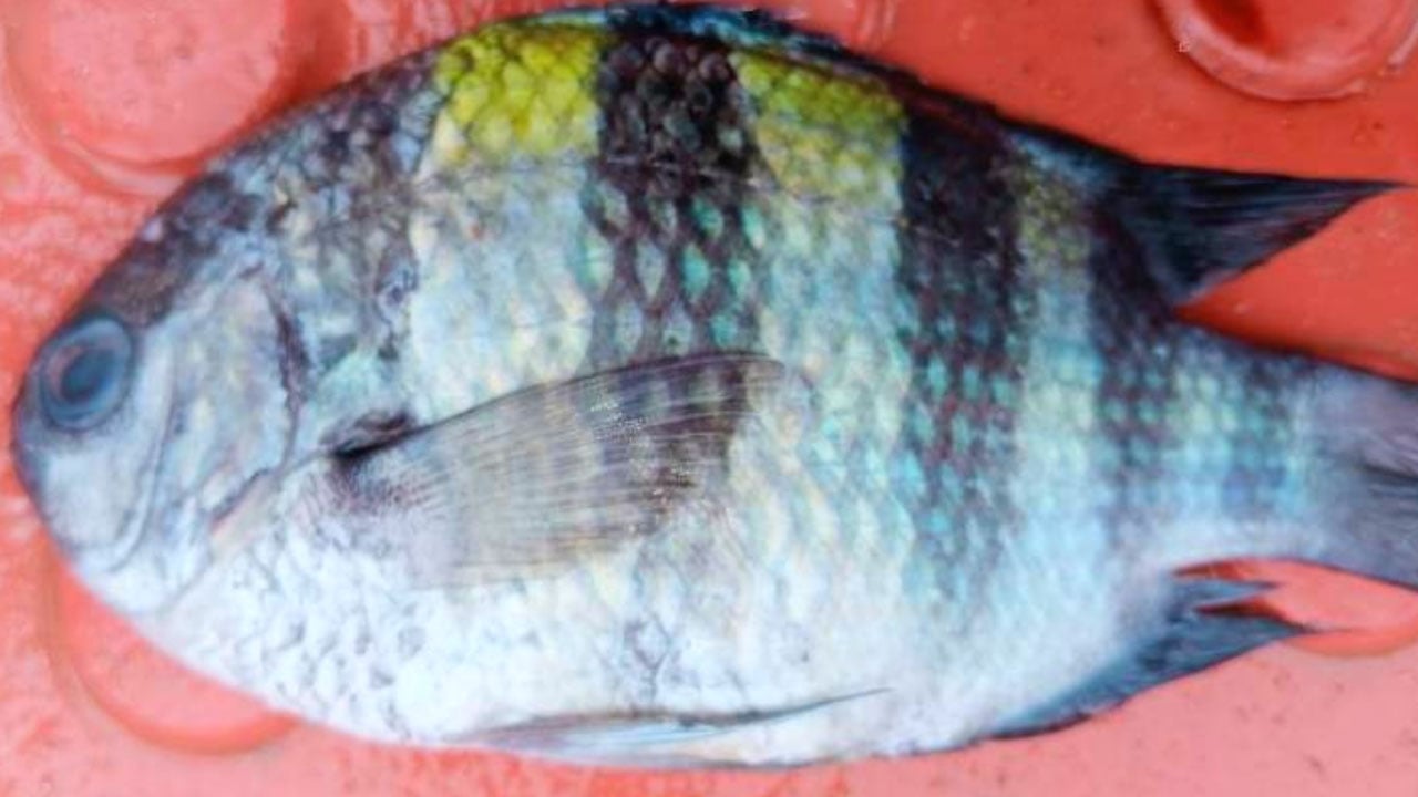 কুয়াকাটায় ধরা পড়ল বিরল প্রজাতির ‘সার্জেন্ট মেজর ফিশ’