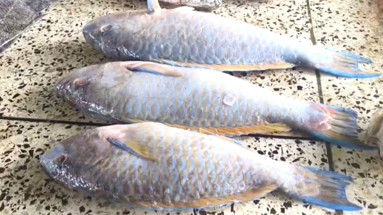 কুয়াকাটায় জেলের জালে বিরল প্রজাতির টিয়া মাছ