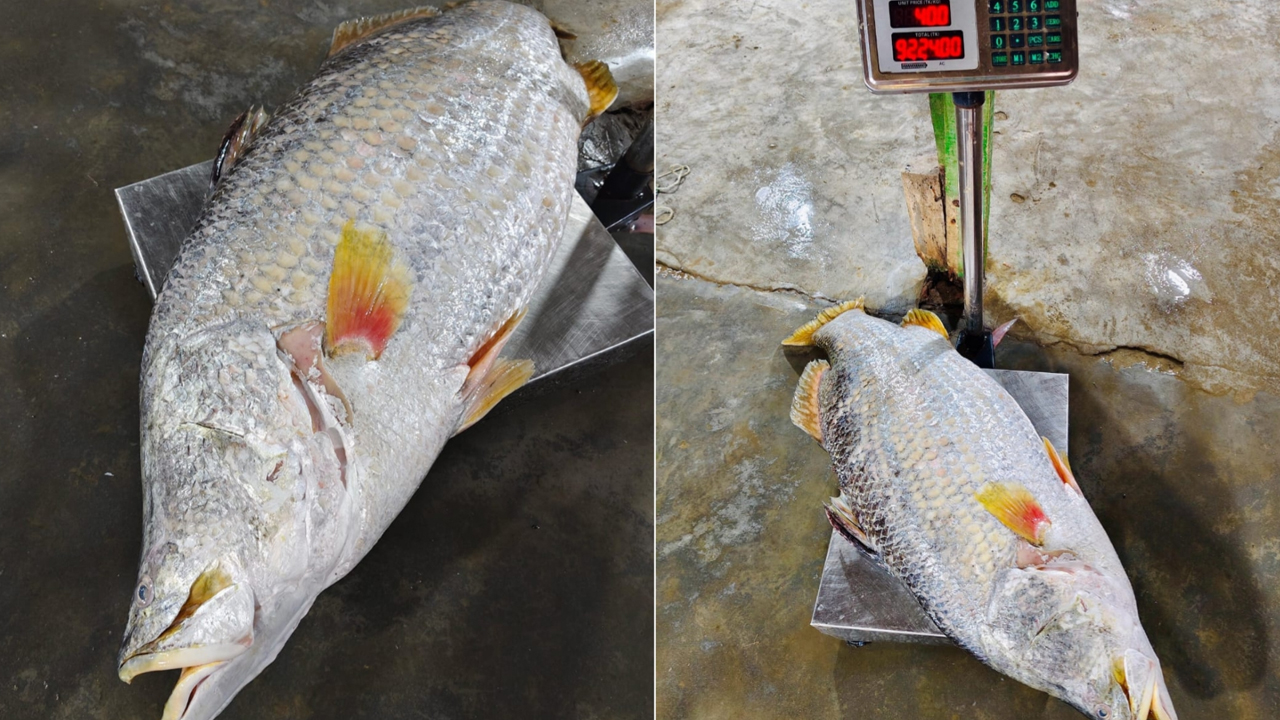 কুয়াকাটায় এক কোরাল ২৪ হাজারে বিক্রি