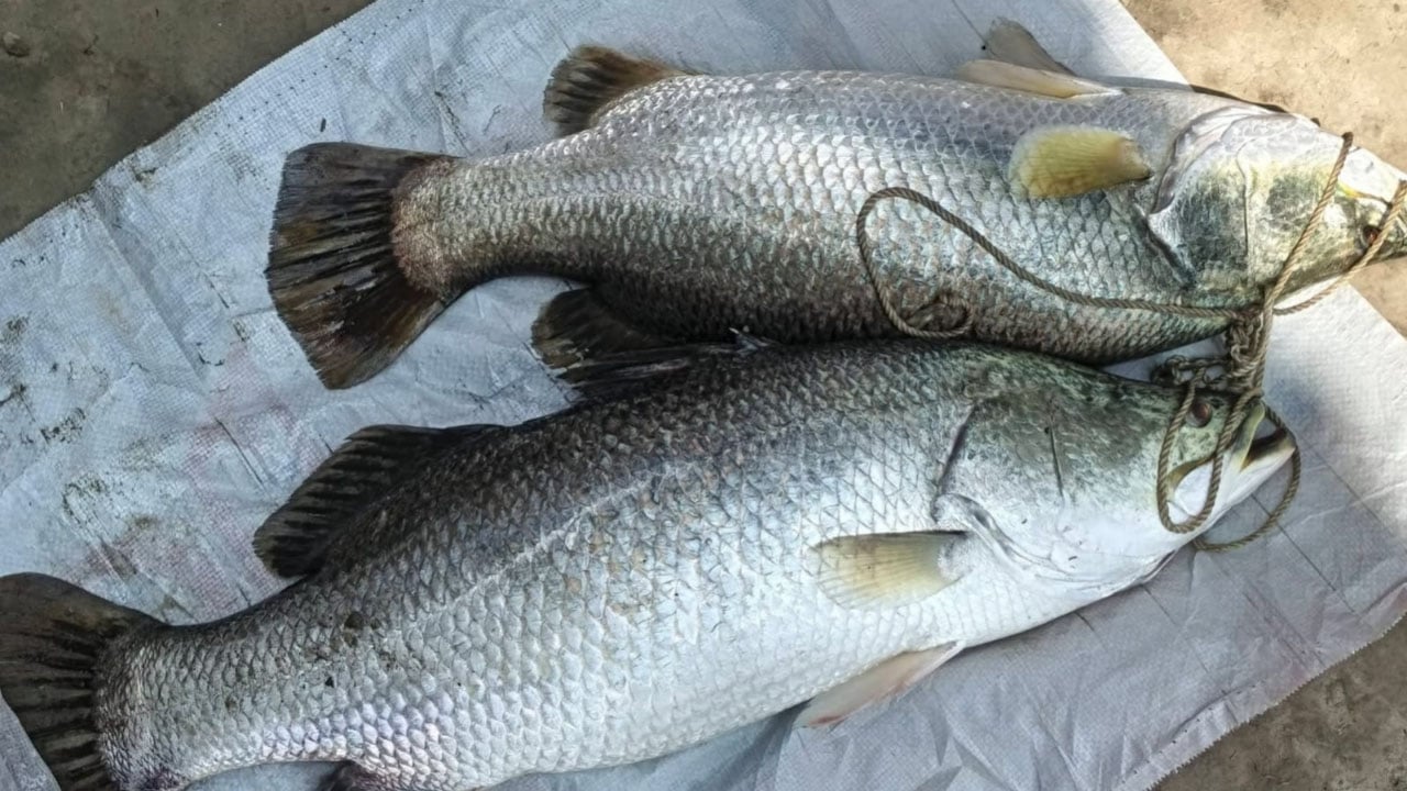 পুকুরে ধরা পড়া ১৭ কেজির দুই কোরাল ২৪ হাজারে বিক্রি