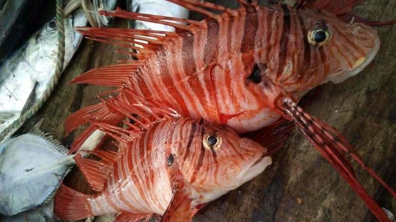 কুয়াকাটায় জেলের জালে ধরা পড়লো দুই ‘লায়নফিশ’