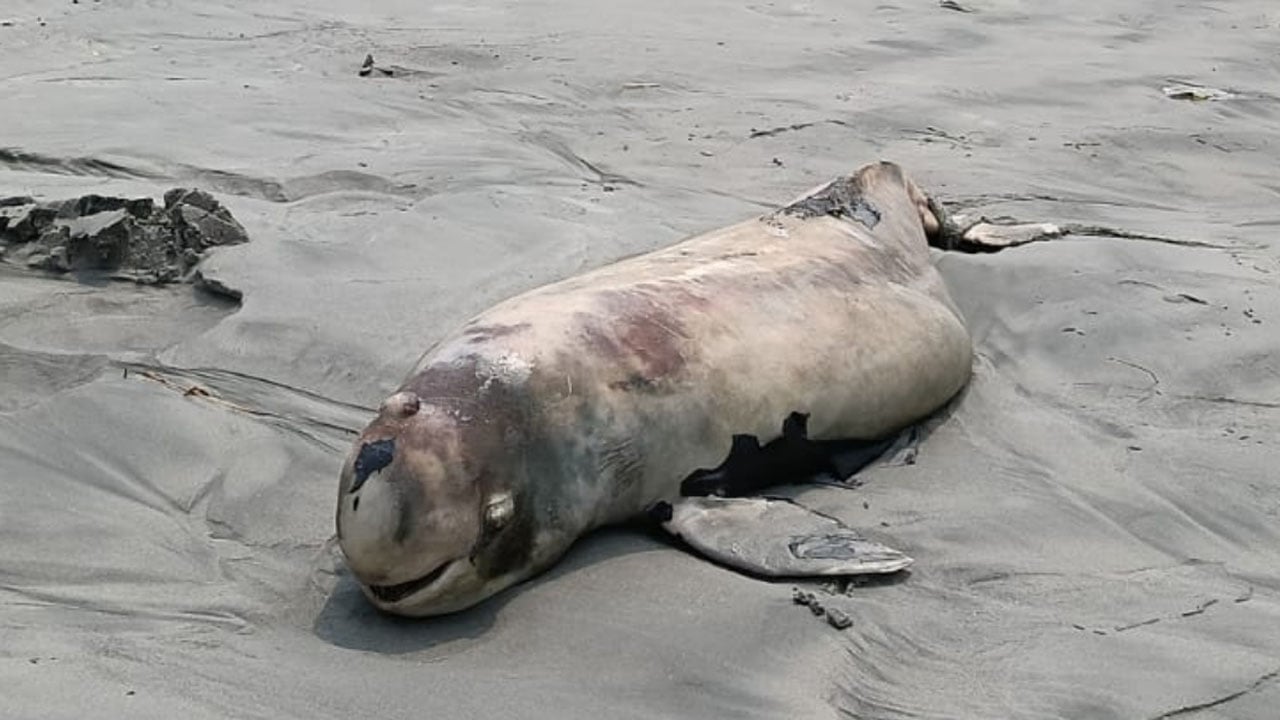 কুয়াকাটা সৈকতে ভেসে এলো ইরাবতী ডলফিন