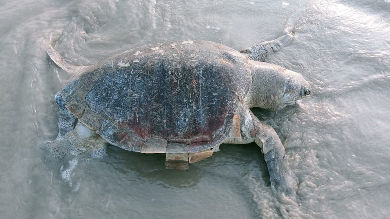 কুয়াকাটায় ভেসে এলো ‘অলিভ রিডলি’ প্রজাতির মৃত কচ্ছপ
