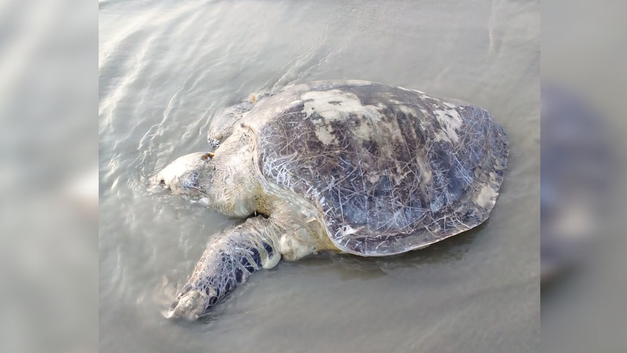 কুয়াকাটা সৈকতে ভেসে এলো ৪০ কেজির অলিভ রিডলি কচ্ছপ