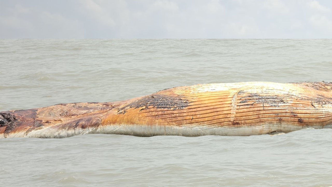 কুয়াকাটায় ভেসে এলো ৪৫ ফুটের বেলিন তিমি