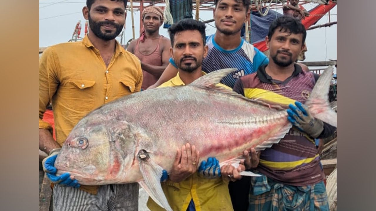 কুয়াকাটায় গভীর সমুদ্রে জেলের জালে মিলল ৫৪ কেজির তবলা মাছ