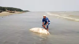 কুয়াকাটায় ভেসে এলো দড়ি বাঁধা বটলনোজ ডলফিন