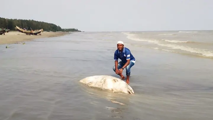 কুয়াকাটায় ভেসে এলো দড়ি বাঁধা বটলনোজ ডলফিন