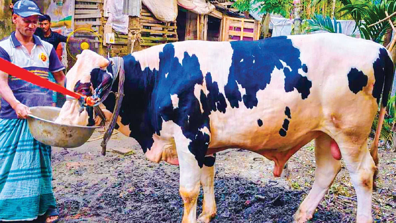 কাউখালীর ‘জমিদার’-এর দাম ছয় লাখ টাকা