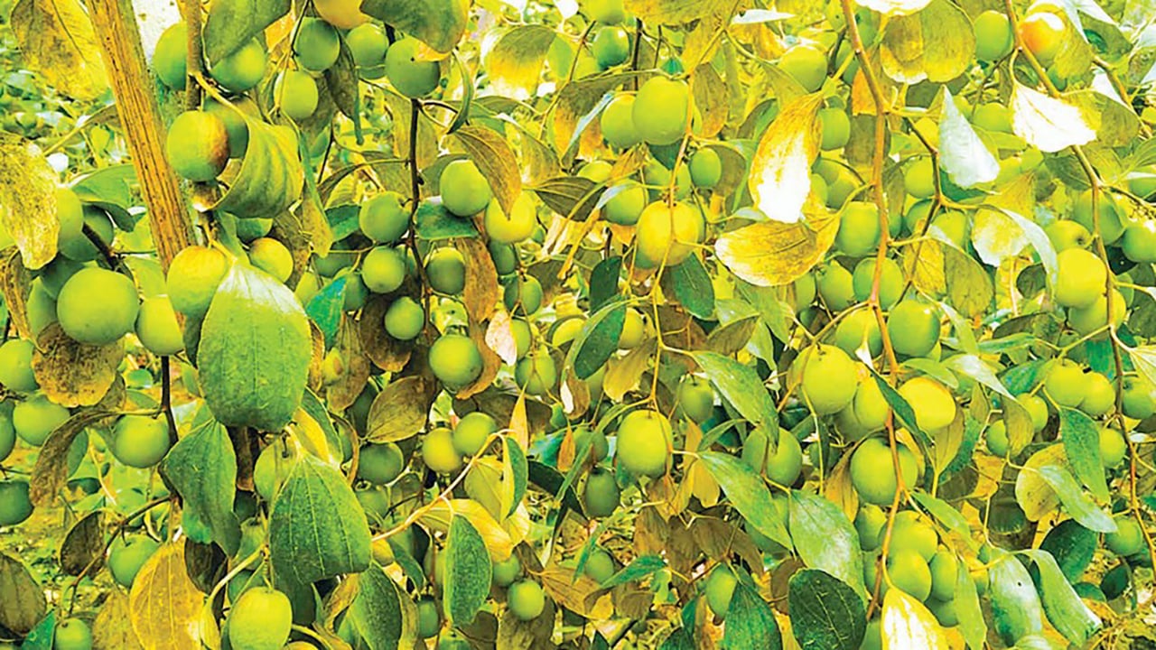 লালমোহনে বরই চাষে সফলতা