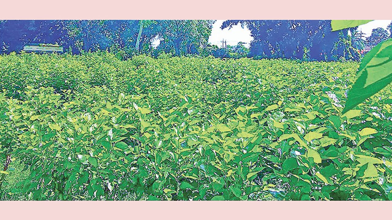 নানা সংকটে কুমিল্লায় মুখ থুবড়ে পড়েছে রেশম উৎপাদন