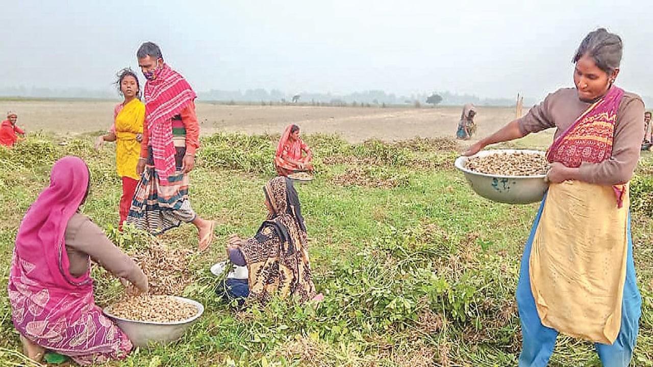 সম্মিলিত শ্রমে দারিদ্র্য বিমোচনের স্বপ্ন দেখছেন চরের নারীরা