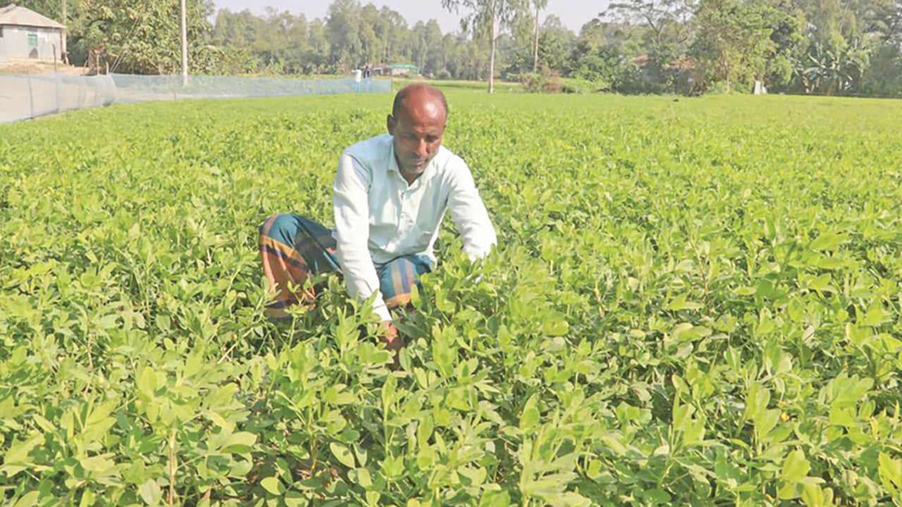 ব্রহ্মপুত্রের বালুচর এখন সম্ভাবনার বাদাম ক্ষেত