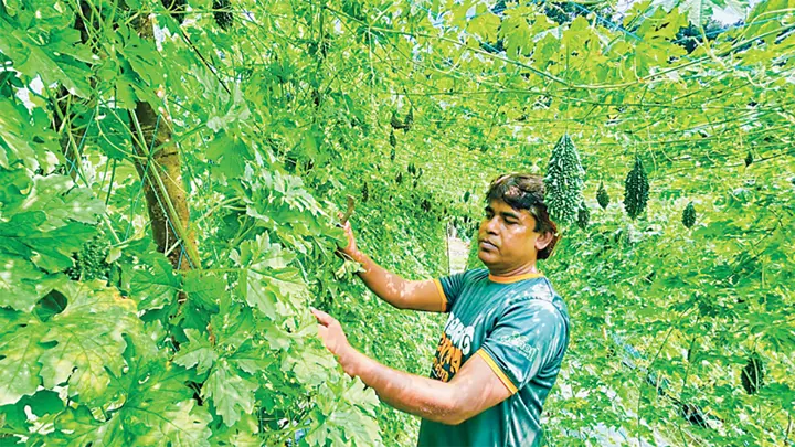 মালচিং পদ্ধতিতে করলা চাষে সাফল্য
