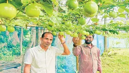 কম খরচে আনারকলির বাম্পার ফলন