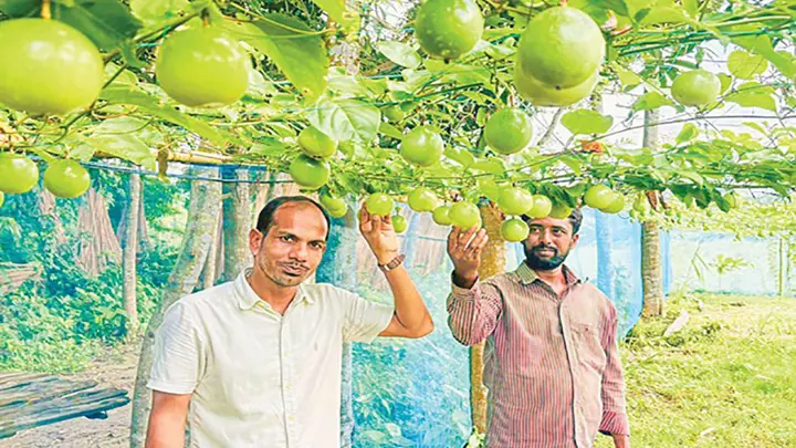 কম খরচে আনারকলির বাম্পার ফলন