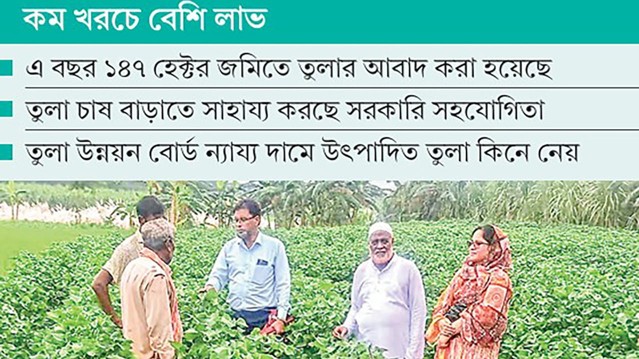 তুলার আবাদ জনপ্রিয় হয়ে উঠছে ভেড়ামারায়