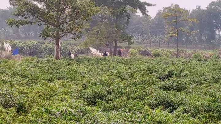 কুষ্টিয়া সীমান্তে বিএসএফের গুলিতে বাংলাদেশি আহত, বিজিবির পাল্টা গুলি