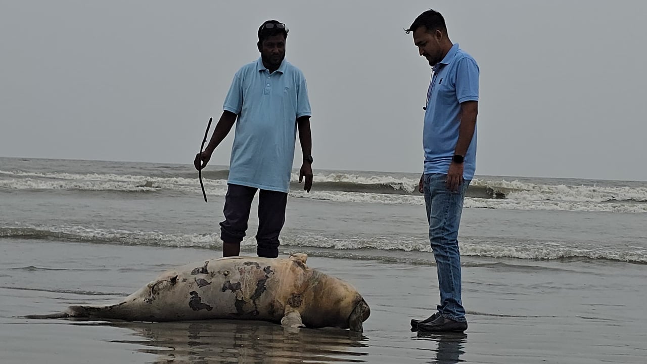 সৈকতে ভেসে এলো মৃত ইরাবতী ডলফিন