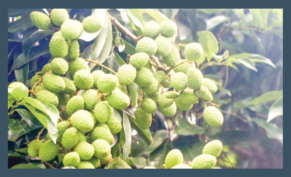 আমের রাজ্যে বেড়েছে লিচুর চাষ