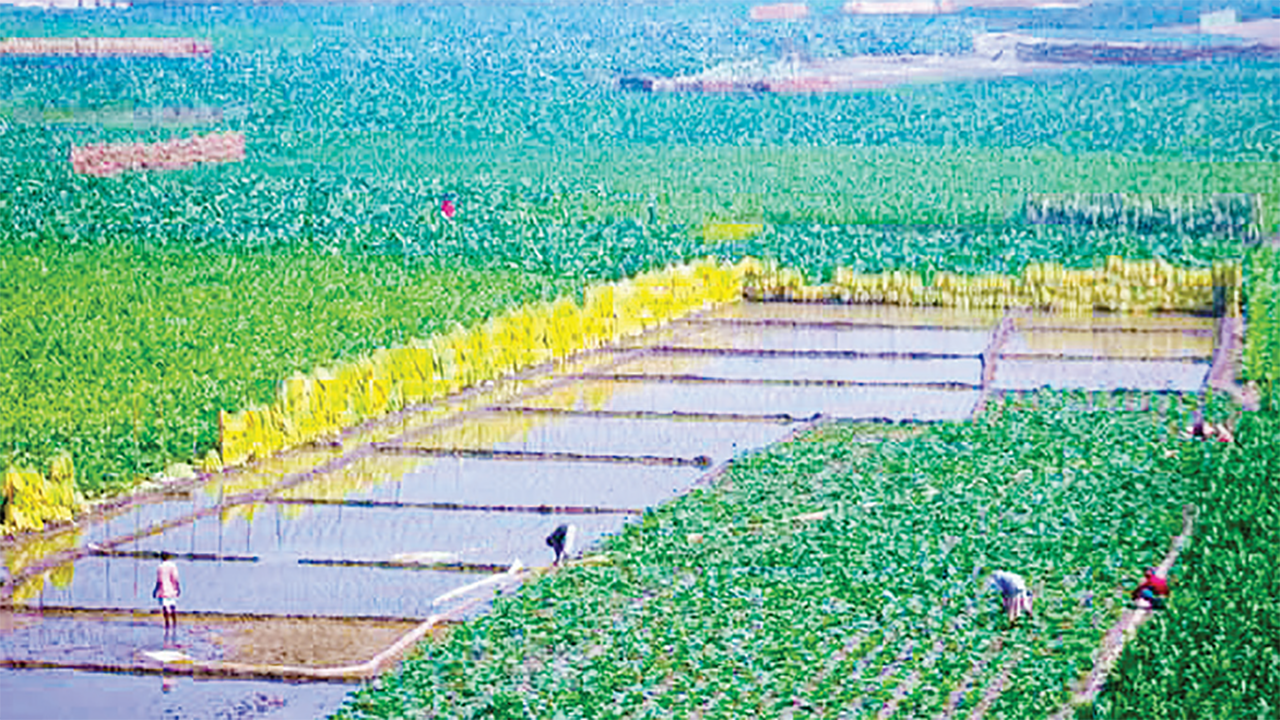 তিস্তার বুকে তামাকের আগ্রাসনে হুমকিতে মাছসহ জীববৈচিত্র্য
