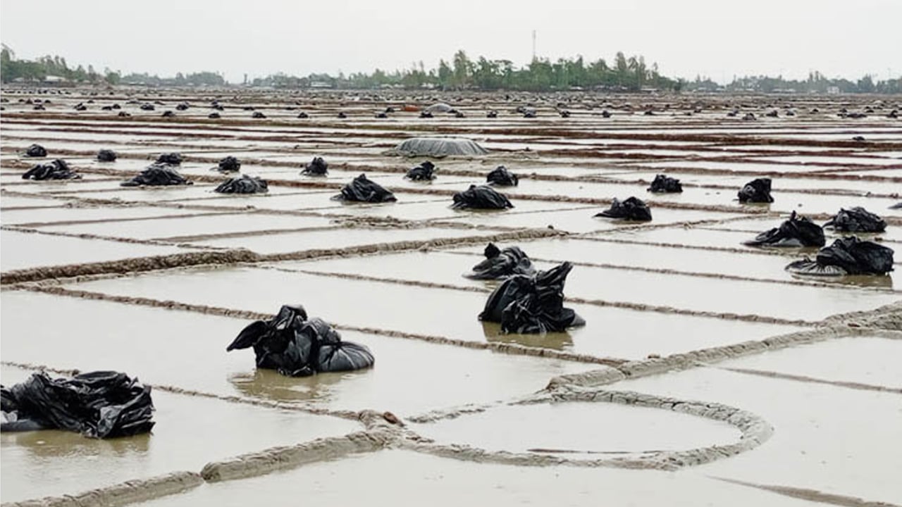 বৃ‌ষ্টি‌তে ত‌লি‌য়ে গে‌ছে ৪ হাজার একর লবণ মাঠ