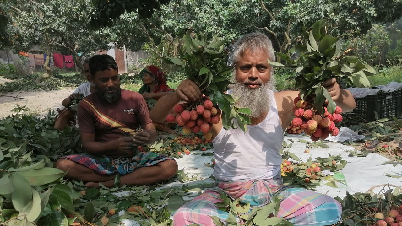 সোনারগাঁয়ে ব্যস্ত সময় পারছে লিচু বাগান মালিকরা
