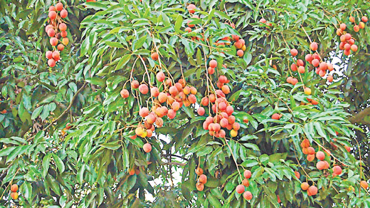 বাজারে আসতে শুরু করেছে সোনারগাঁয়ের রসালো লিচু