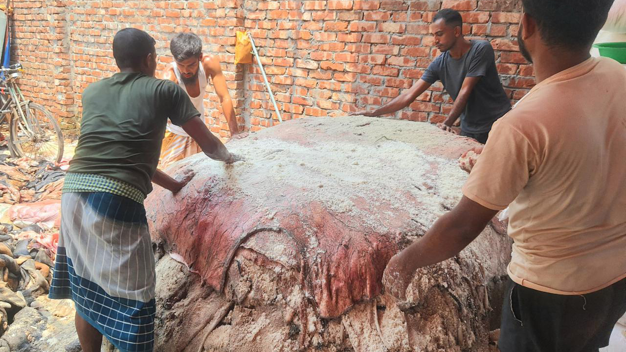 এতিমখানা ও লিল্লাহ বোডিংগুলোতে ১৩ লাখের বেশি চামড়া সংরক্ষণ