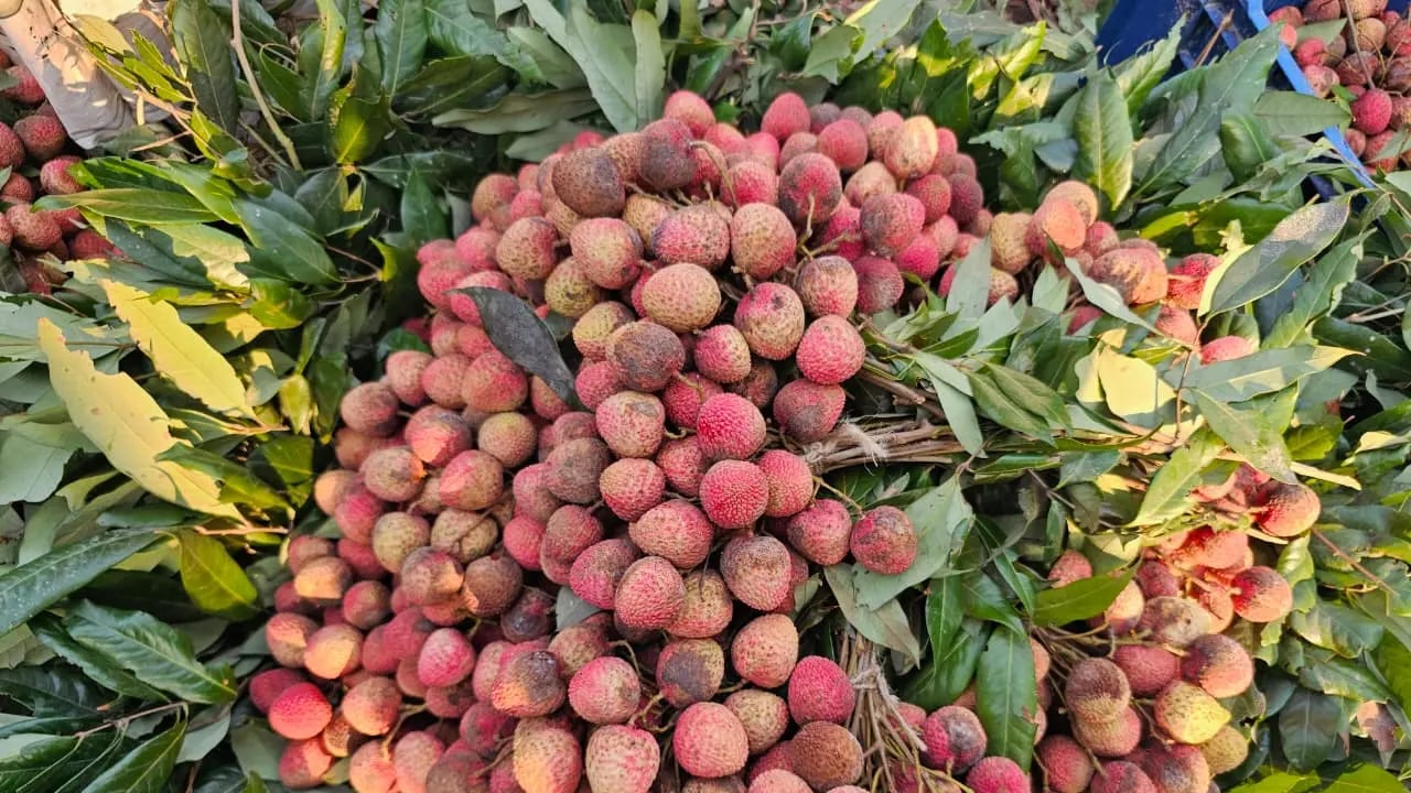 ঈশ্বরদীতে ৮০০ কোটি টাকার লিচু বিক্রির সম্ভাবনা