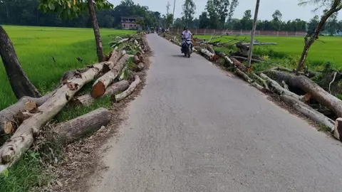 রাস্তা প্রশস্তকরণের নামে কেটে ফেলা হলো দেড় হাজার গাছ
