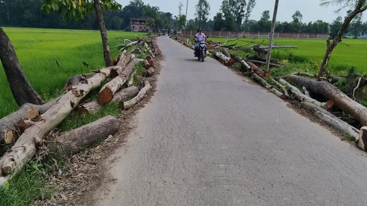 রাস্তা প্রশস্তকরণের নামে কেটে ফেলা হলো দেড় হাজার গাছ