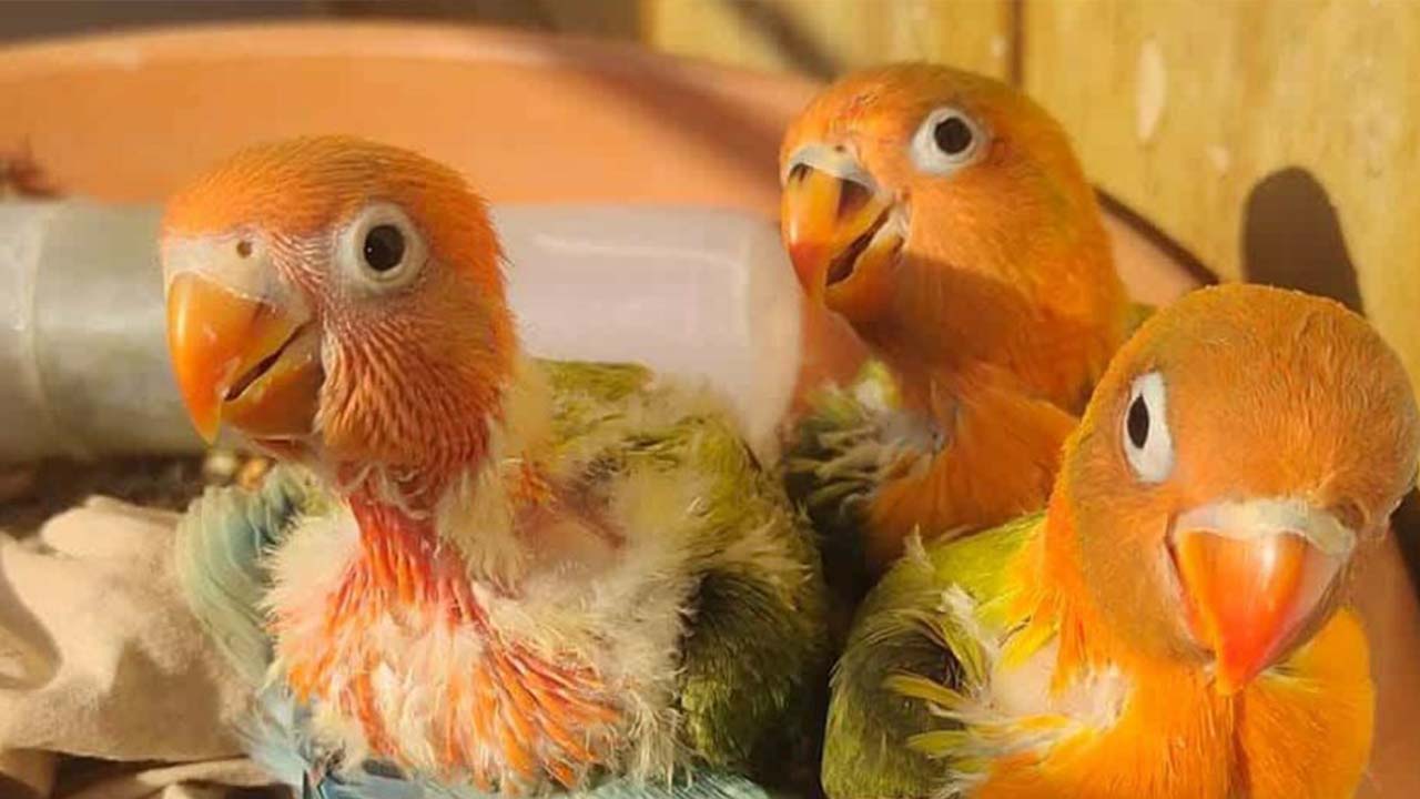 lovebird