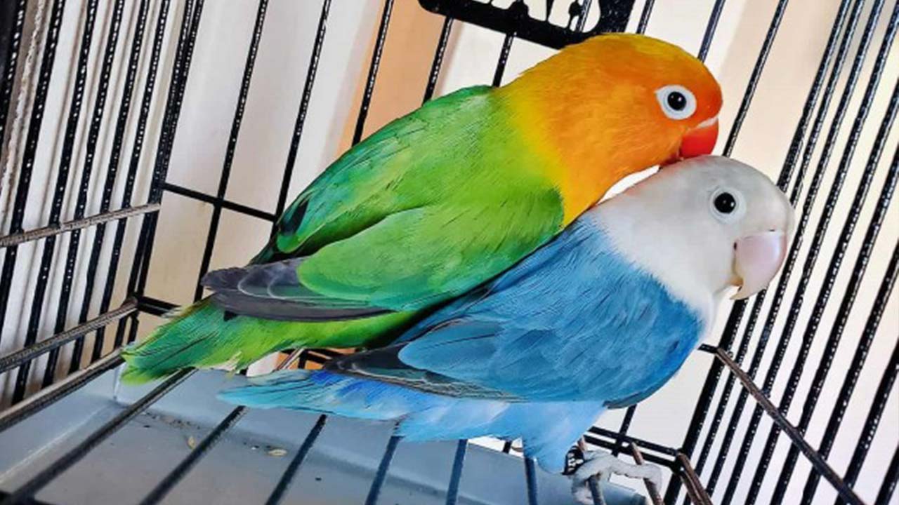 lovebird1