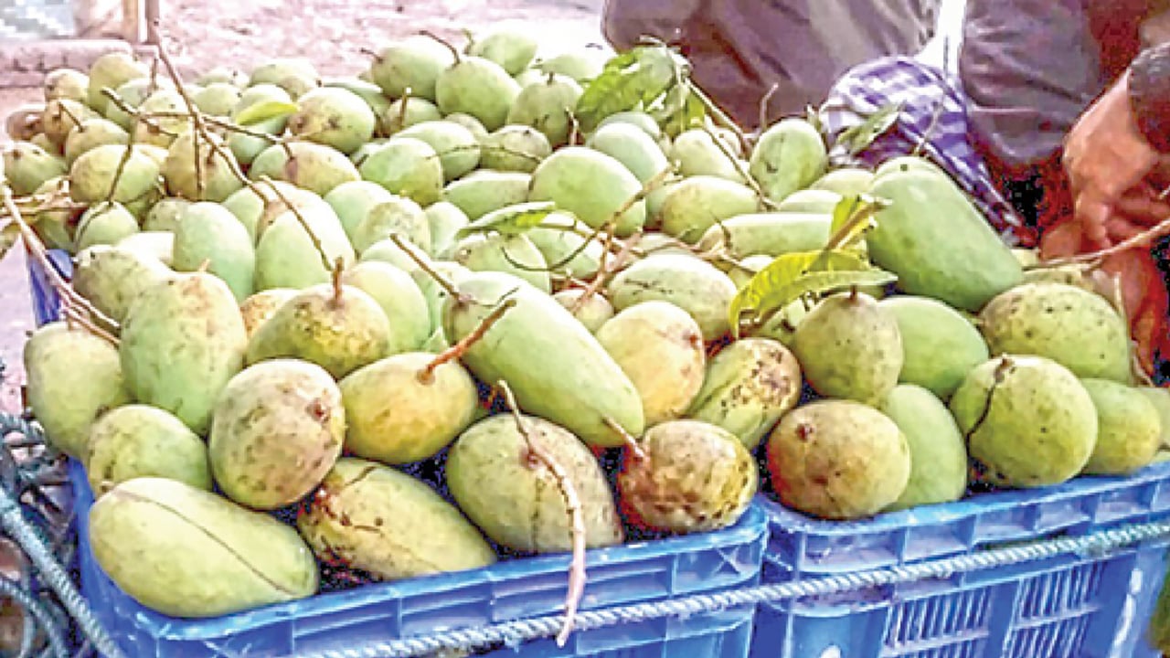 অসময়ে কাটিমন আমের বাম্পার ফলন