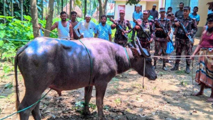 হারানো মহিষ ভারত থেকে ফেরত আনলো বিজিবি