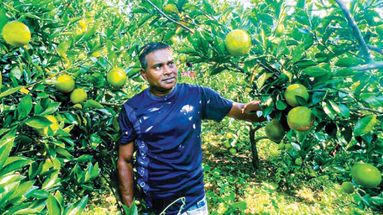 কাউখালীতে মাল্টা চাষে সফলতা