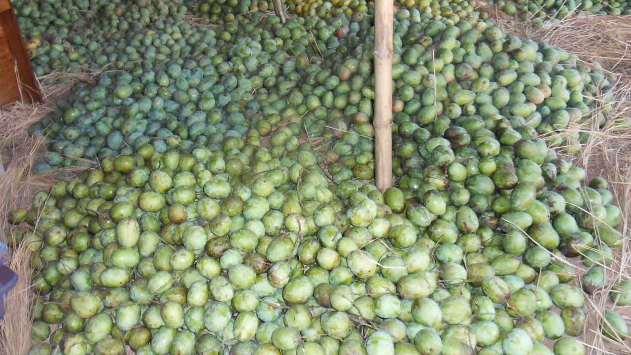 পোরশায় ৯০০ কোটি টাকার আম বিক্রির সম্ভাবনা
