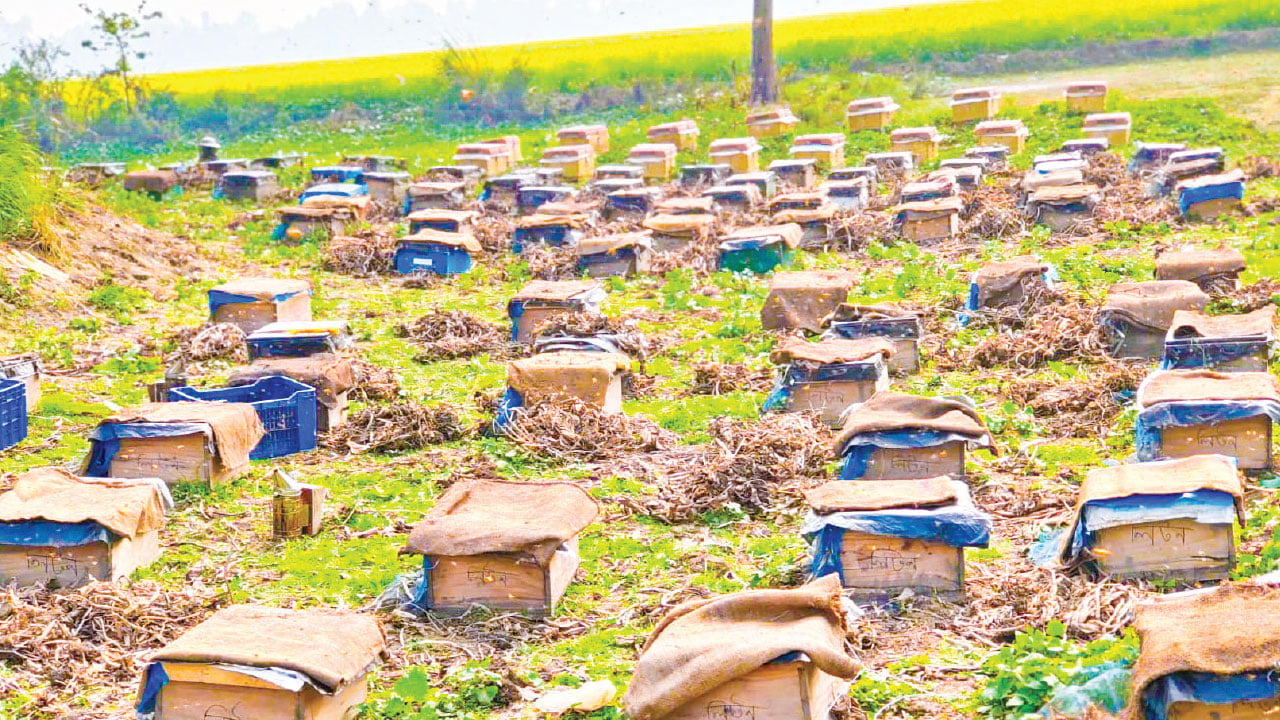 সিরাজগঞ্জে সরিষা ও মধুর ১২০০ কোটি টাকার বাজার